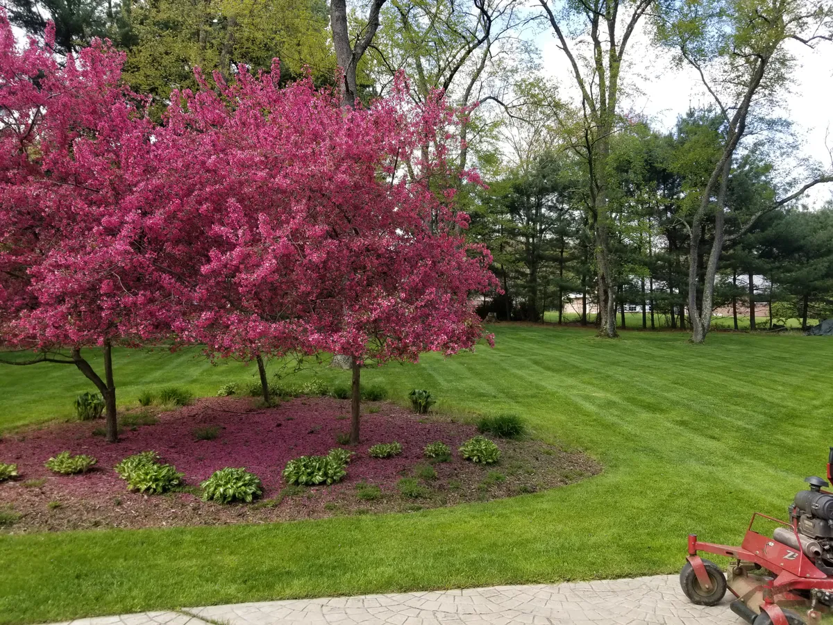 Tree and Shrub Care